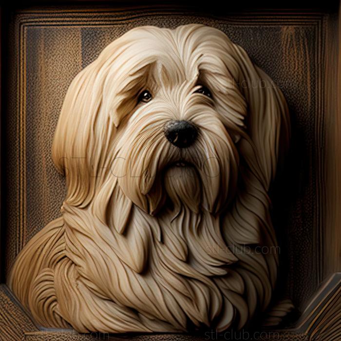 st Tibetan Terrier dog